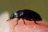 Meligethinae inconnu
